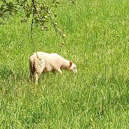 Domek Caloroczny Zagroda Mlynski Sułkowice Buitenkant foto